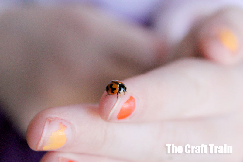 Ladybug crawling on child's finger