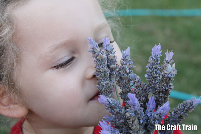 drying lavender with kids #kidsgardening #dryingherbs #lavenderbags #outdoor #sensory