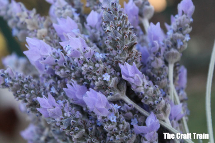 Home grown lavender to dry, picked fresh from the garden #kidsgardening #dryingherbs #lavenderbags #outdoor #sensory