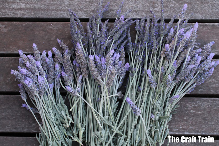 Drying lavender picked fresh from the garden #kidsgardening #dryingherbs #lavenderbags #outdoor #sensory
