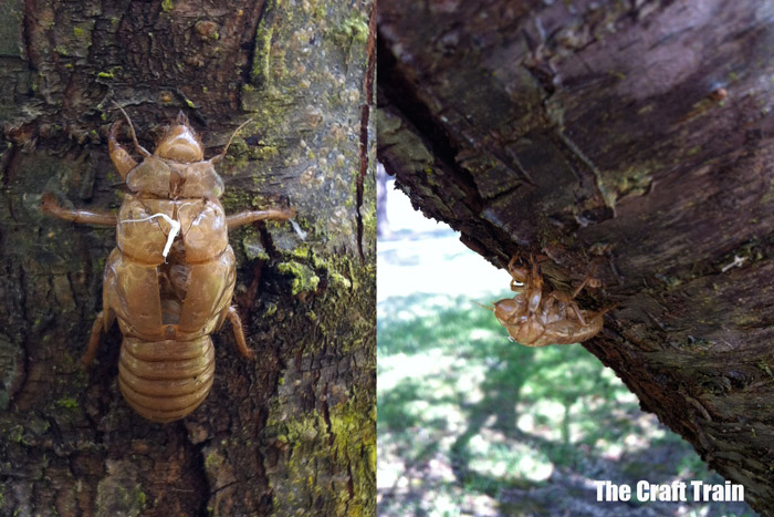 cicada shells on trees