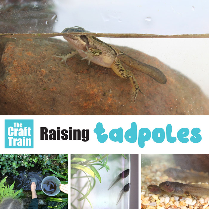Raising tadpoles: Creating an observation tank