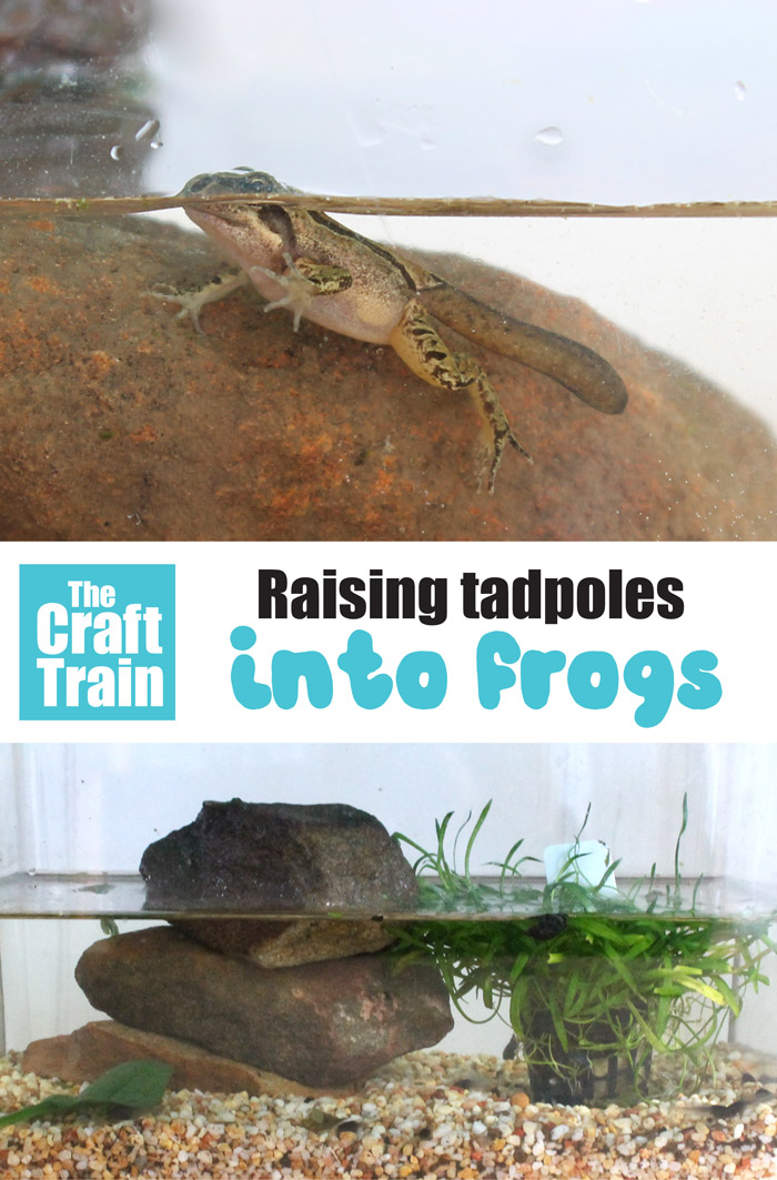 raising tadpoles into frogs to learn about the frog lifecycle
