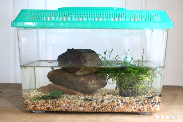 tadpole raising tank