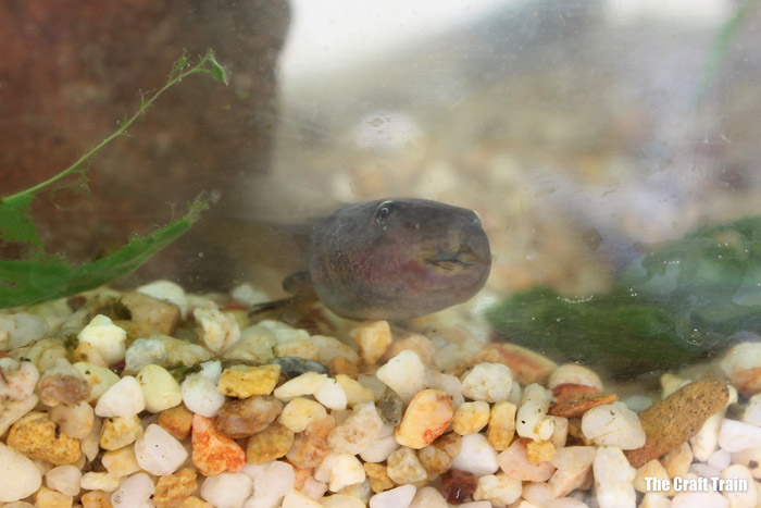 tadpole smiling at the camera