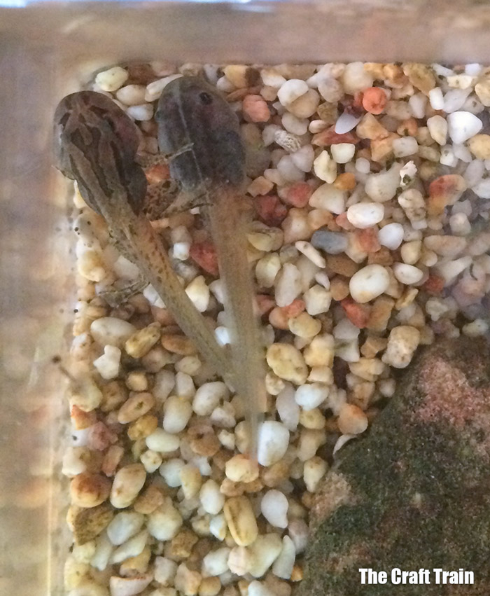 tadpoles with front and back legs