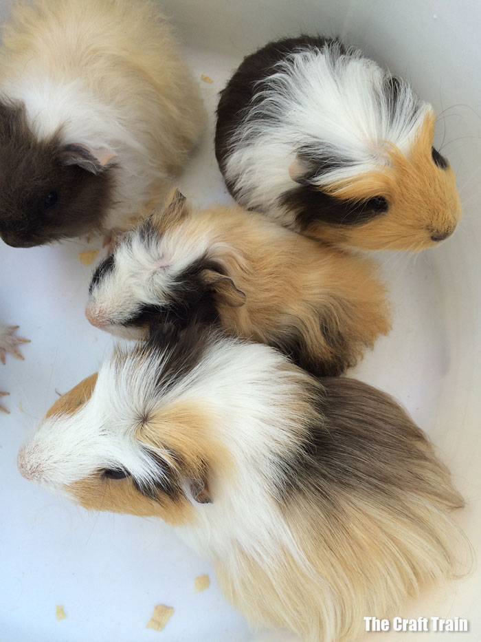 guinea pigs sitting in a white tub