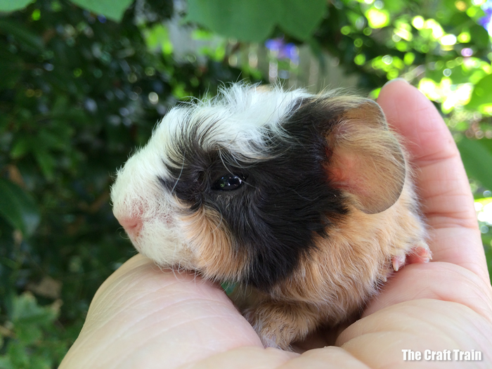Day old baby guinea pig