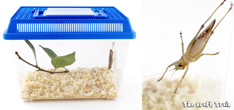 Create an insect habitat for observation