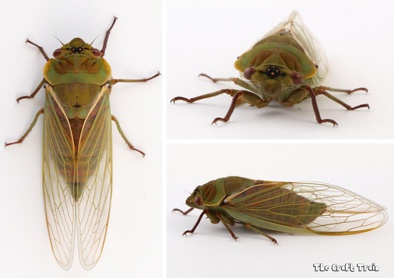 Green grocer Australian cicada
