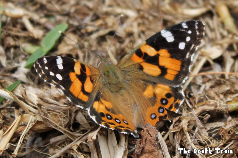 Monarch butterfly on grass