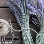 How to dry lavender #kidsgardening #dryingherbs #lavenderbags #outdoor #sensory
