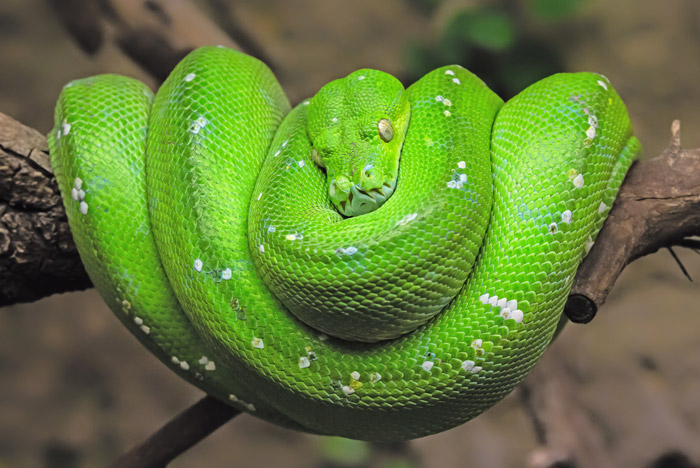 green tree snake photo by Adobe Stock