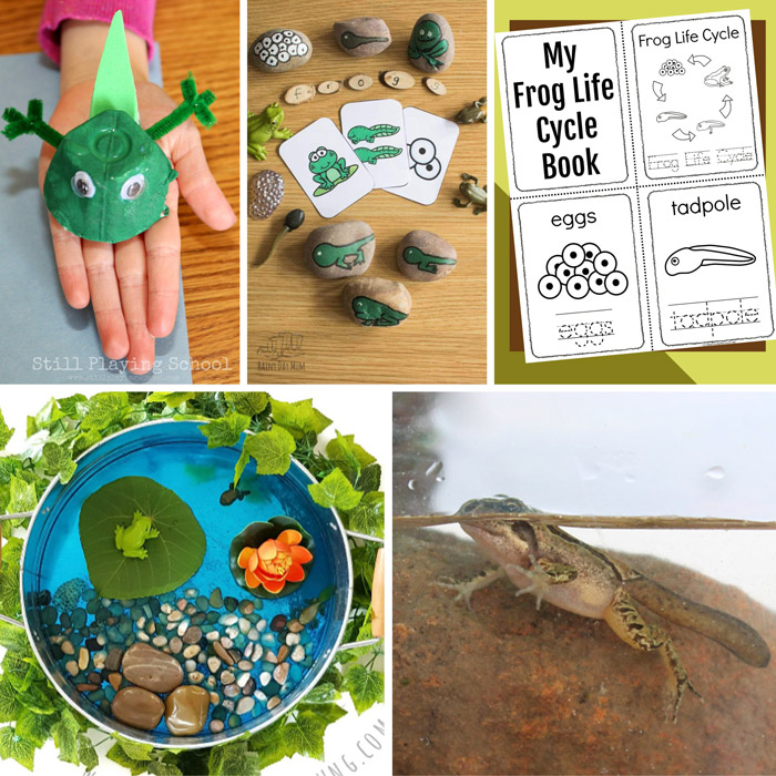 Frog lifecycle activities for kids