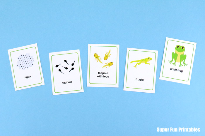 Frog life cycle printable sequence cards
