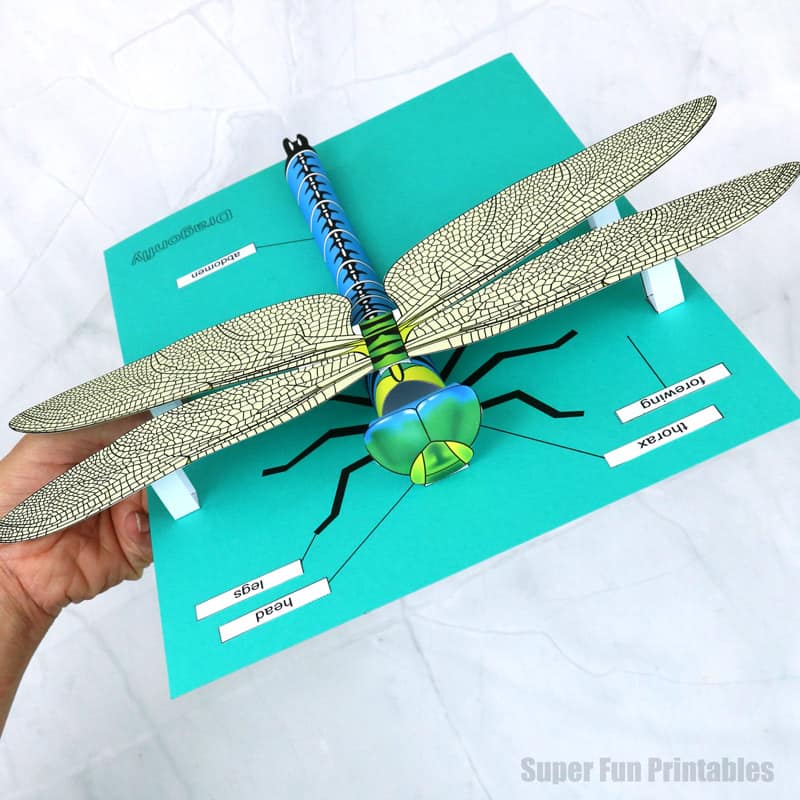front view of paper dragonfly