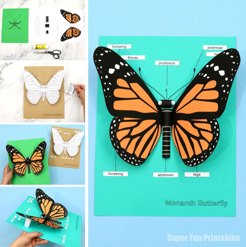 monarch butterfly papercraft with body part labels