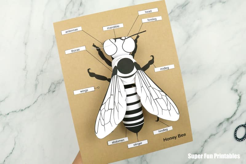 3D paper bee with anatomy labels in line art