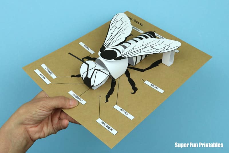3D paper bee with anatomy labels in black and white line art