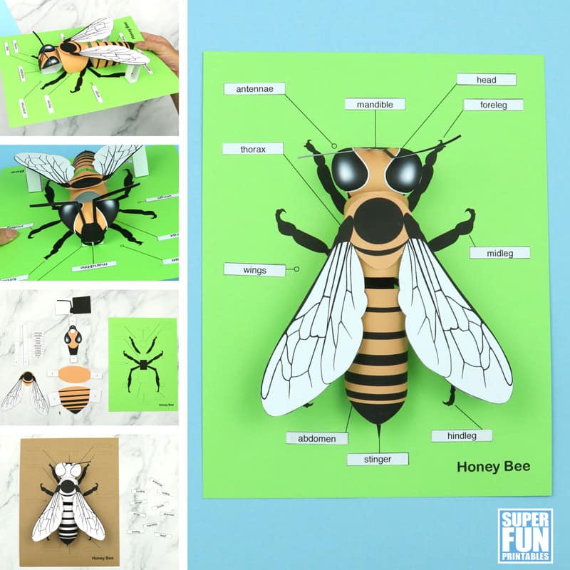Easy bee paper craft idea for kids—make a 3D model of a honey bee from paper complete with body part labels