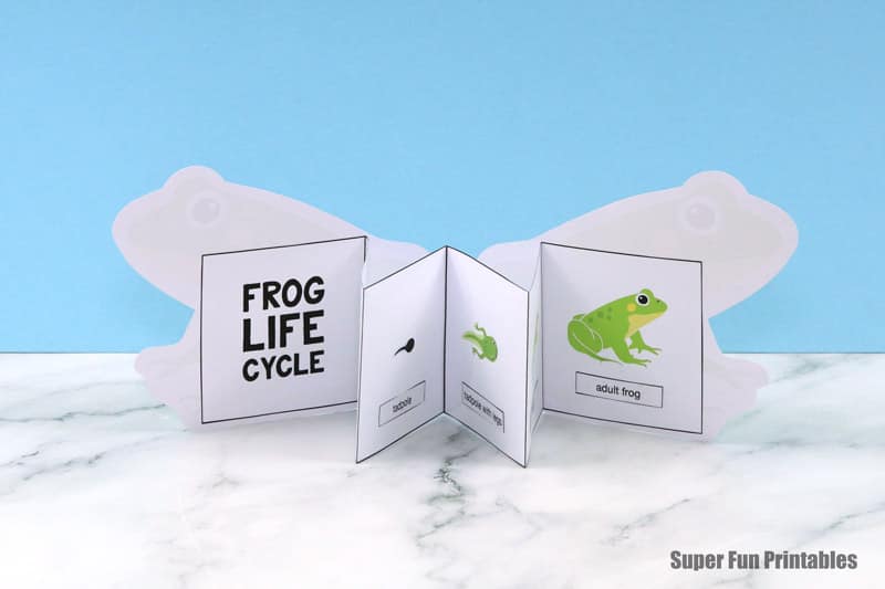 Frog lifecycle booklet standing up