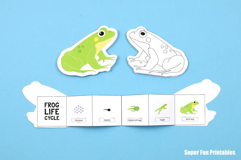 Frog lifecycle booklet for kids