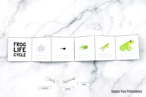 Printable Frog Life Cycle craft - The Craft Train
