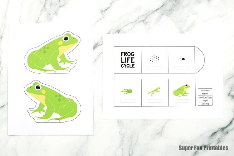 template for the frog life cycle booklet