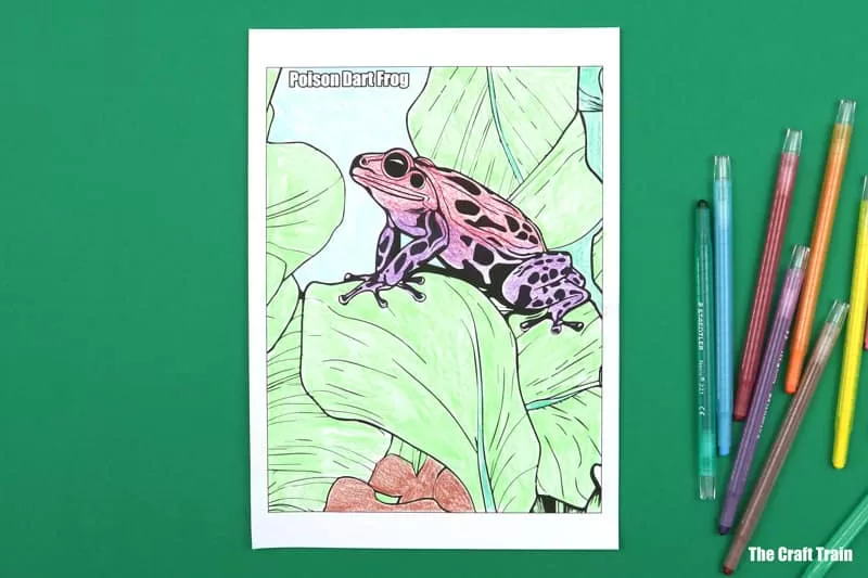 Poison dart frog colouring page